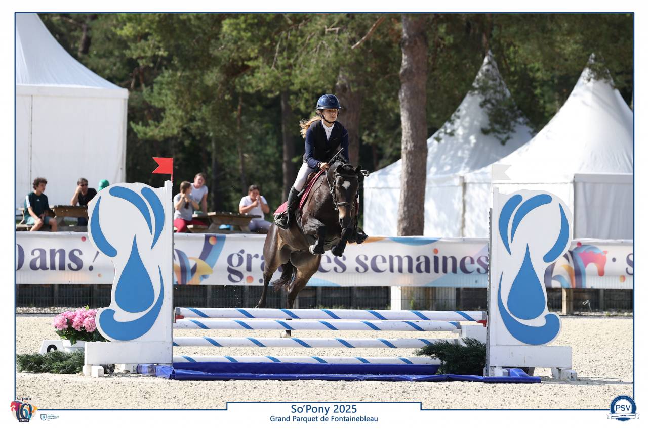 Castrone PFS Pony Francese da Sella In vendita 2020 Nero