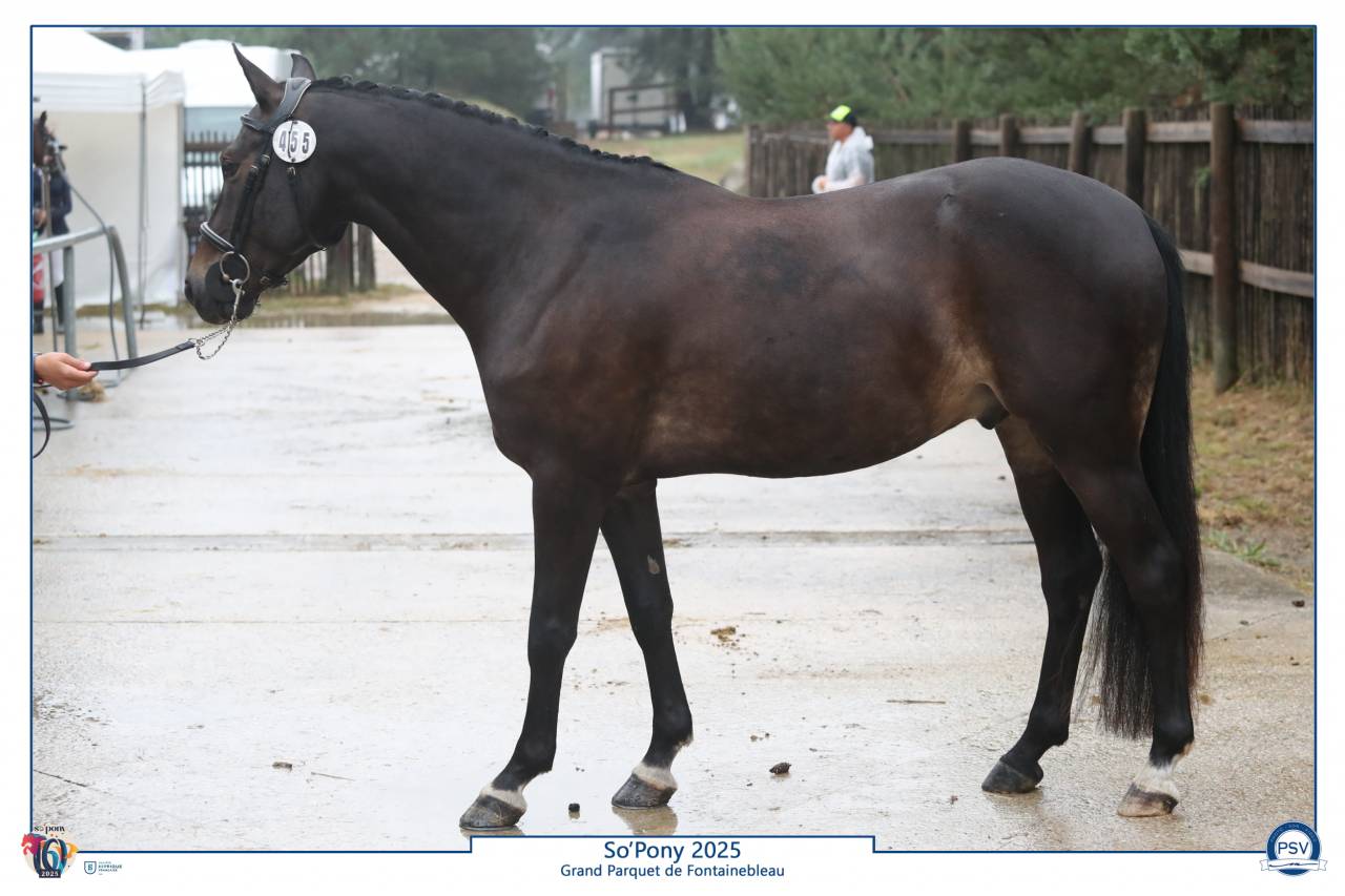 Castrone PFS Pony Francese da Sella In vendita 2020 Nero