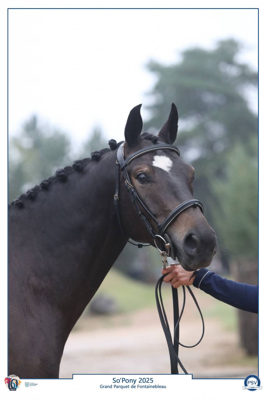 Castrone PFS Pony Francese da Sella In vendita 2020 Nero