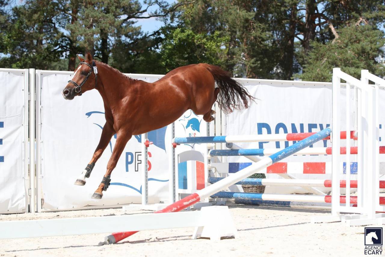 Intero PFS Pony Francese da Sella In vendita 2023 Sauro brulé