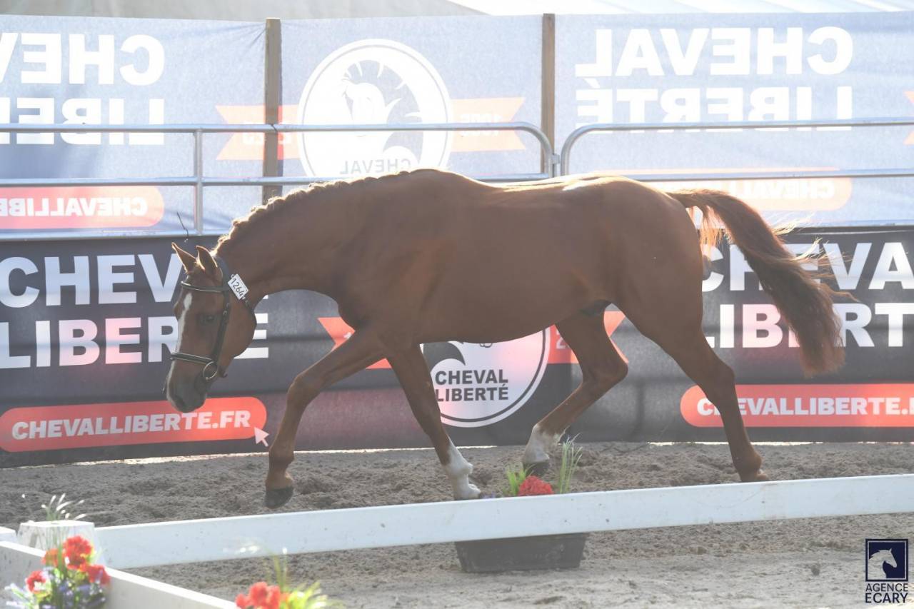 Intero PFS Pony Francese da Sella In vendita 2023 Sauro brulé