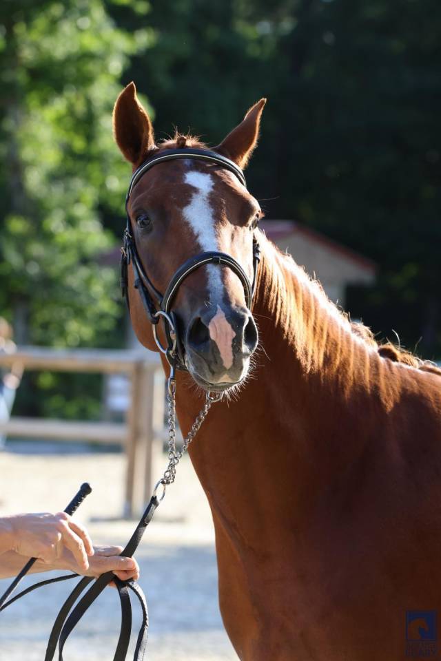 Intero PFS Pony Francese da Sella In vendita 2023 Sauro brulé