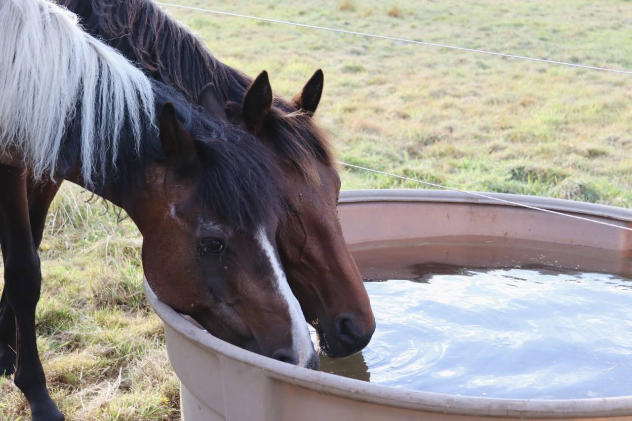Puledro BWP Cavallo da Sangue Belgio In vendita 2024 Baio ,  Forever d’Arco Ter Linden