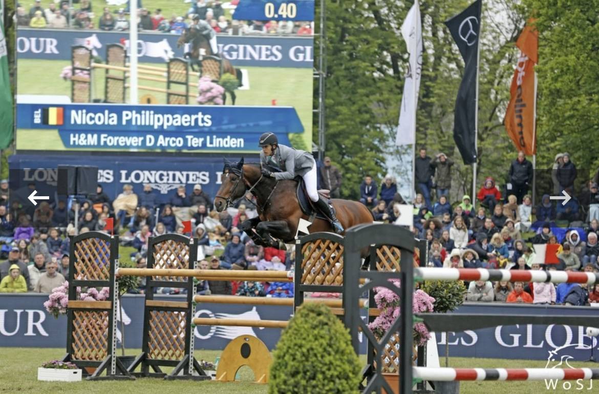 Puledro BWP Cavallo da Sangue Belgio In vendita 2024 Baio ,  Forever d’Arco Ter Linden