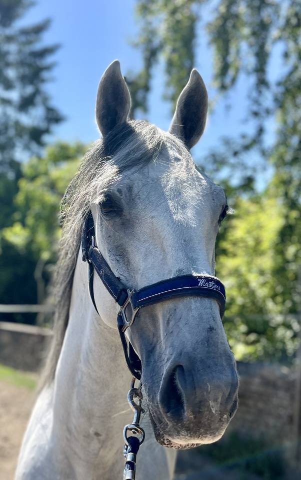 Castrone Lipizzan In vendita 2019 Bianco