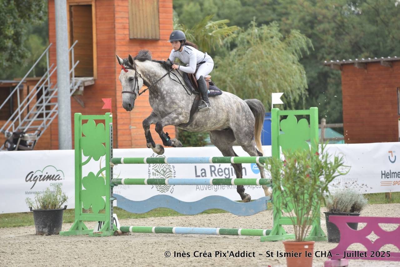 Cavalla Sella Francese In vendita 2017 Grigio