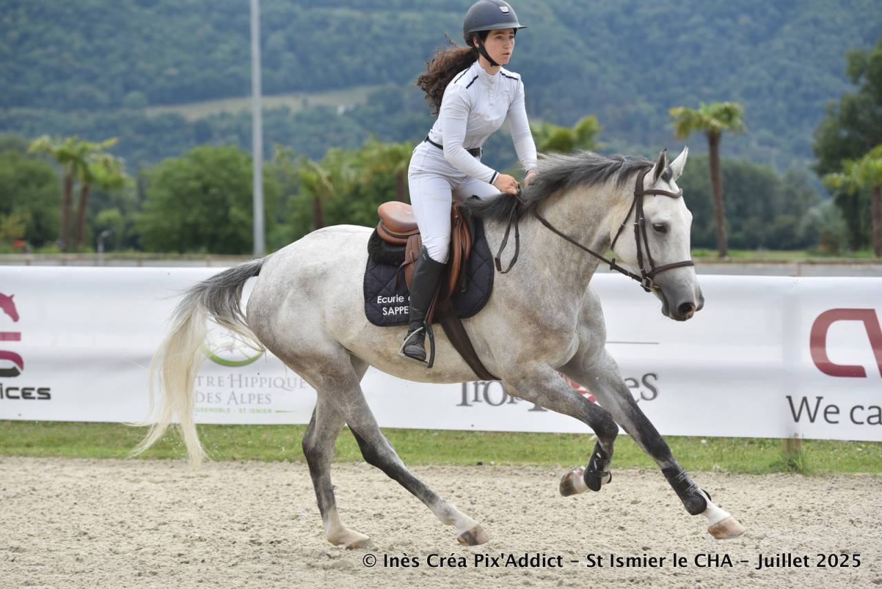 Cavalla Zangersheide In vendita 2020 Grigio