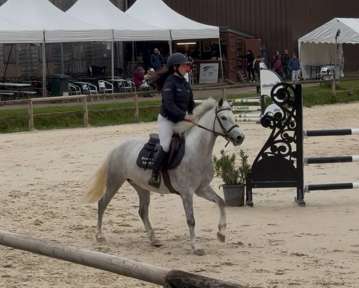 Cavalla PFS Pony Francese da Sella In vendita 2019 Grigio