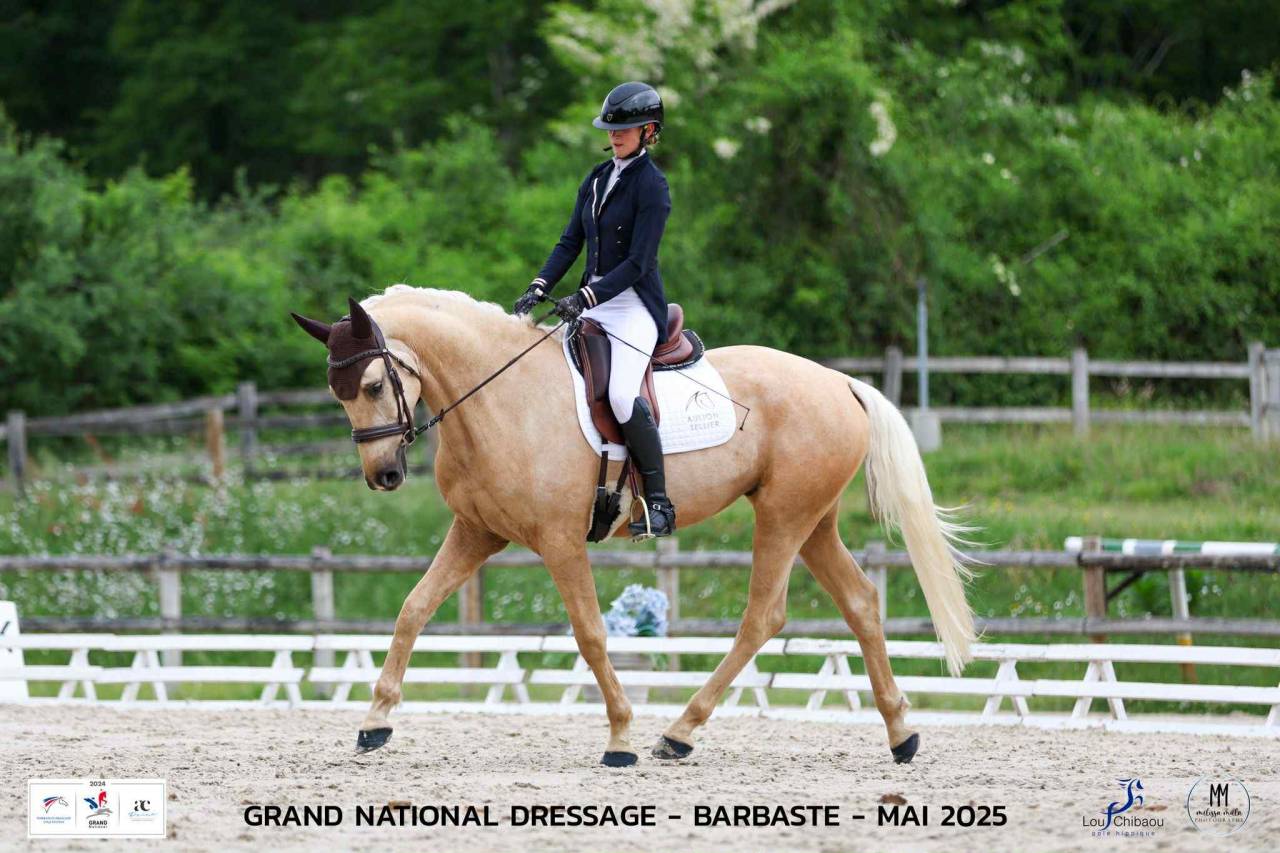 Castrone AES Anglo European Studbook In vendita 2021 Palomino