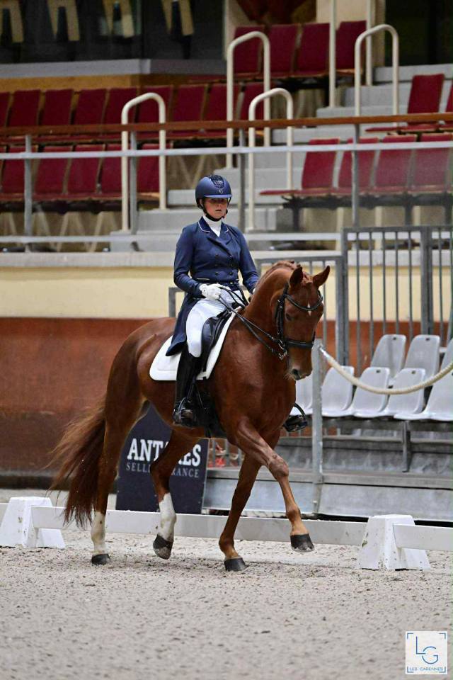 Cavalla Hanovrien In vendita 2011 Sauro