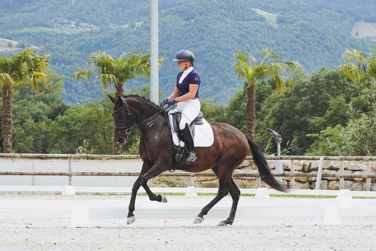 Cavalla Lusitano In vendita 2019 Baio scuro
