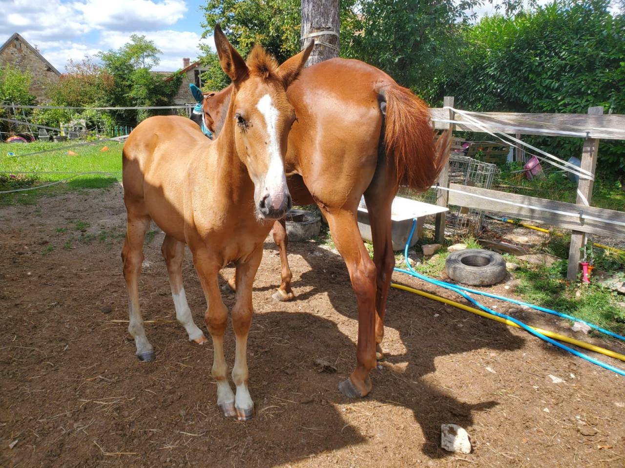 Puledra Origine non conosciuta  In vendita 2025 Baio ,  Calcetines