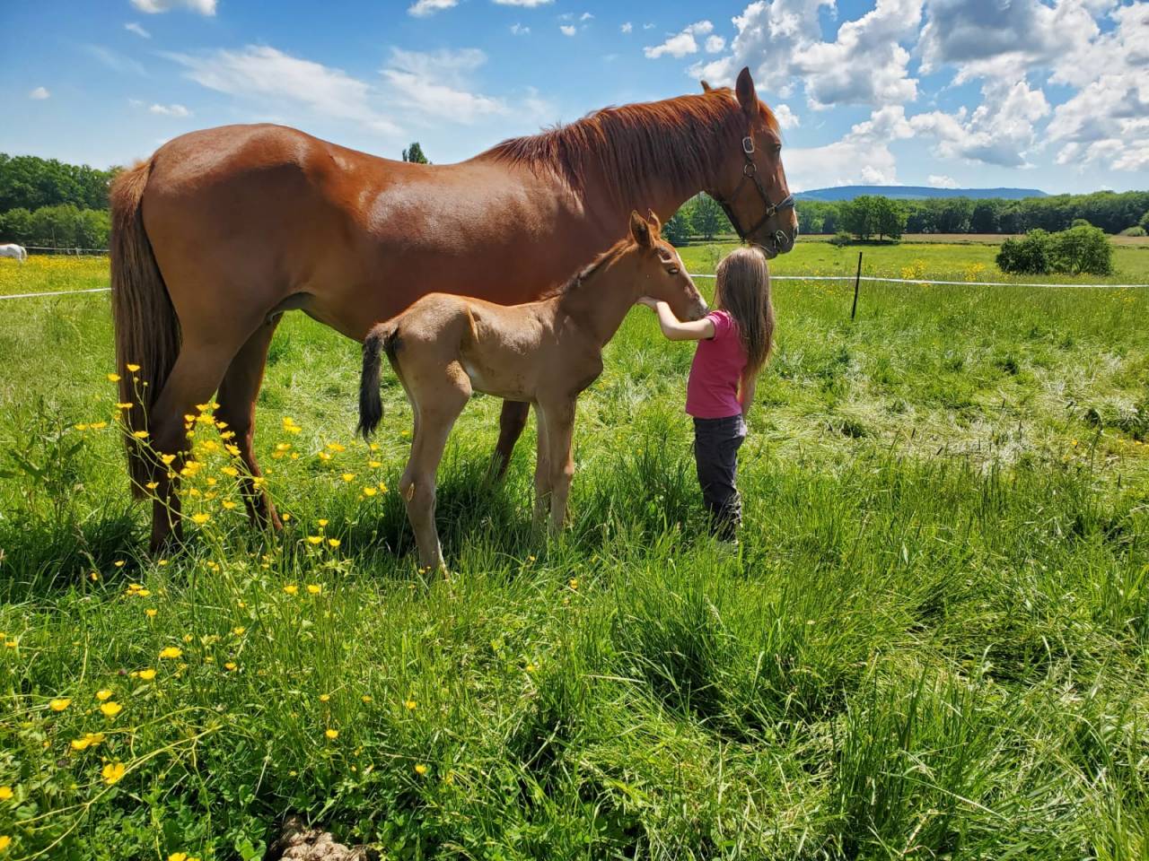 Puledra Origine non conosciuta  In vendita 2025 Baio ,  Calcetines