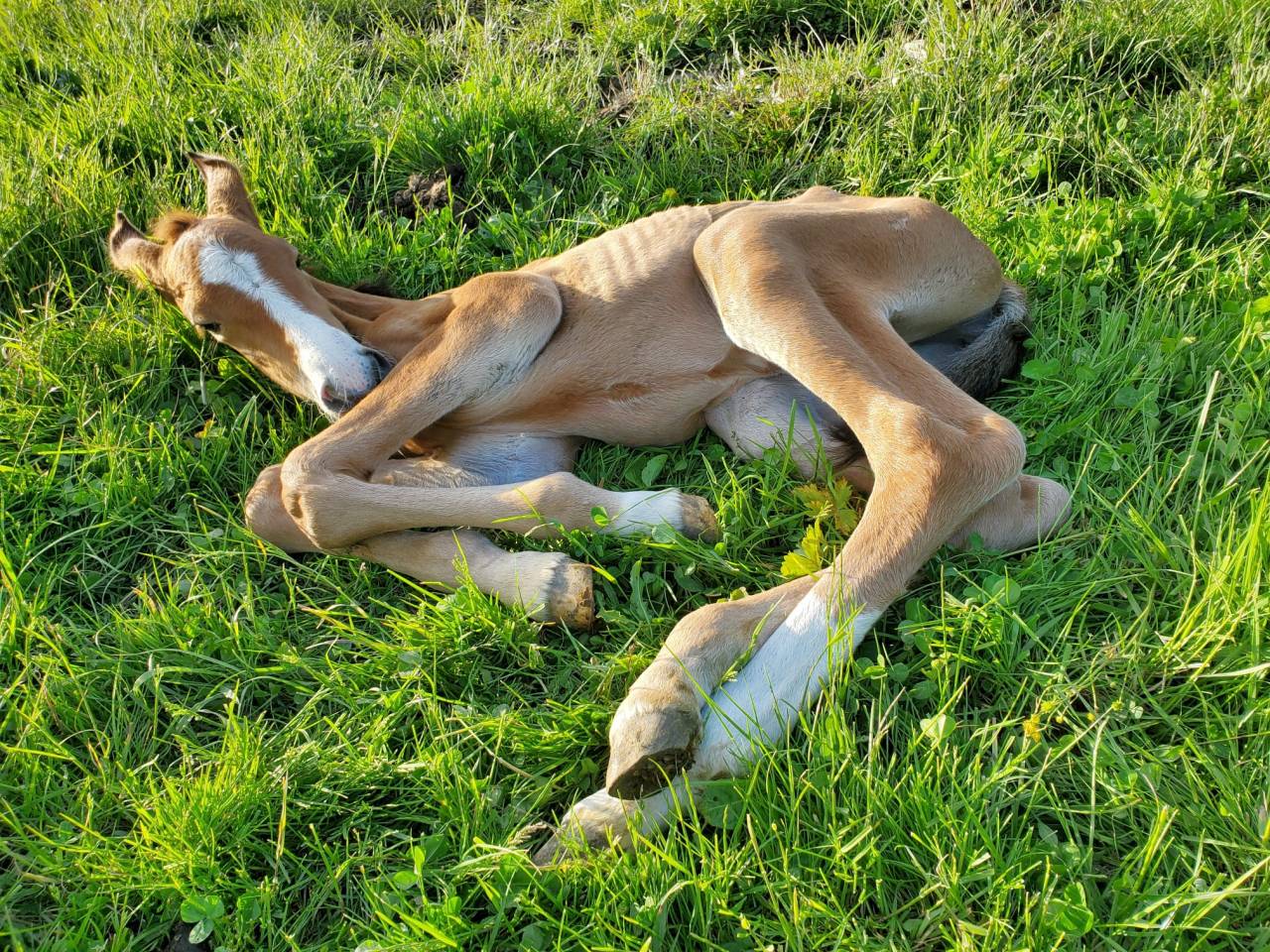 Puledra Origine non conosciuta  In vendita 2025 Baio ,  Calcetines