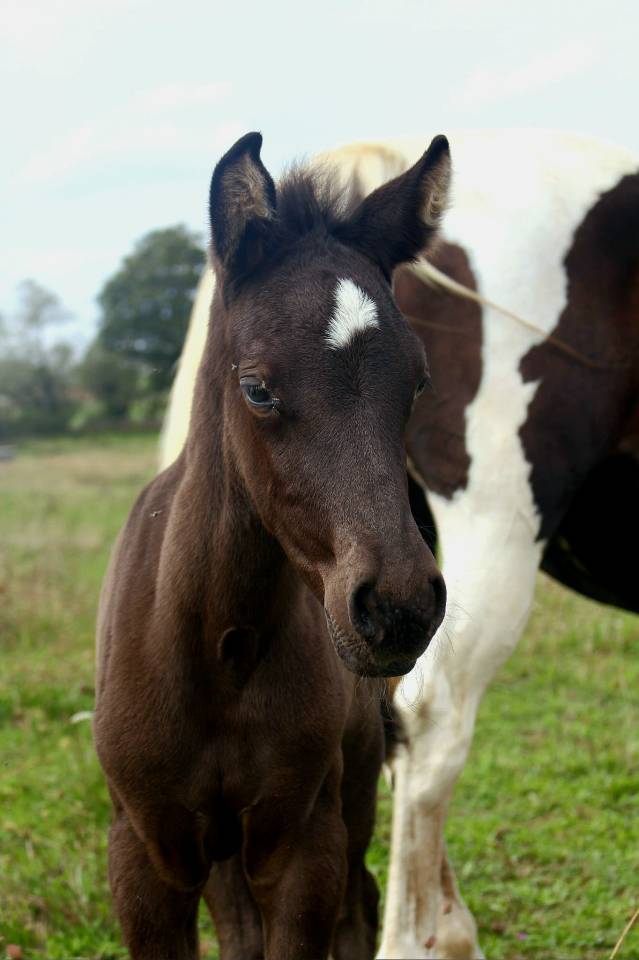 Puledra Origine non conosciuta  In vendita 2025 Nero ,  LM VISERION