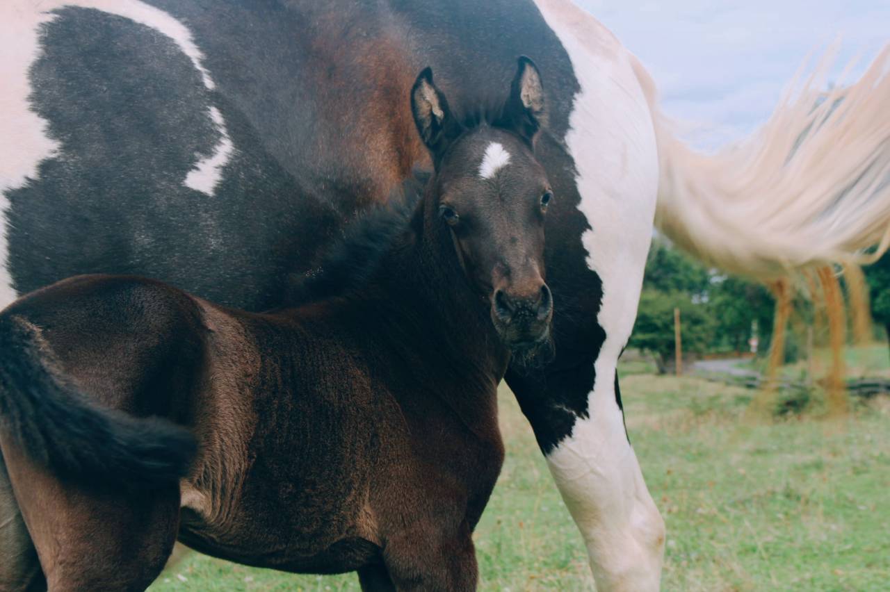 Puledra Origine non conosciuta  In vendita 2025 Nero ,  LM VISERION