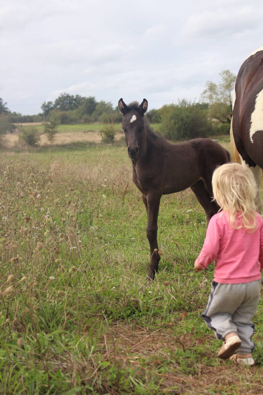 Puledra Origine non conosciuta  In vendita 2025 Nero ,  LM VISERION