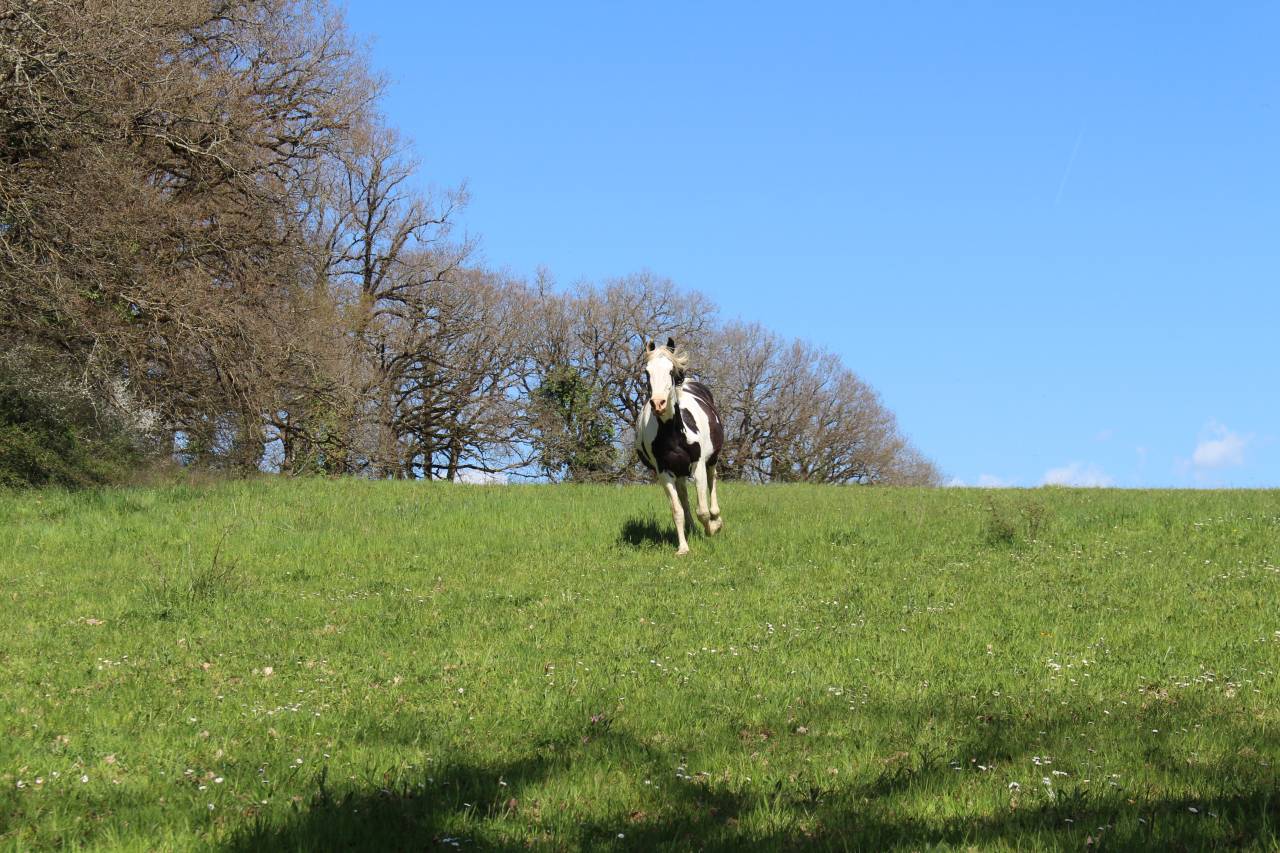 Puledra Origine non conosciuta  In vendita 2025 Nero ,  LM VISERION