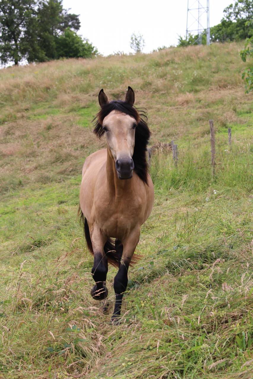 Puledra Origine non conosciuta  In vendita 2025 Nero ,  LM VISERION