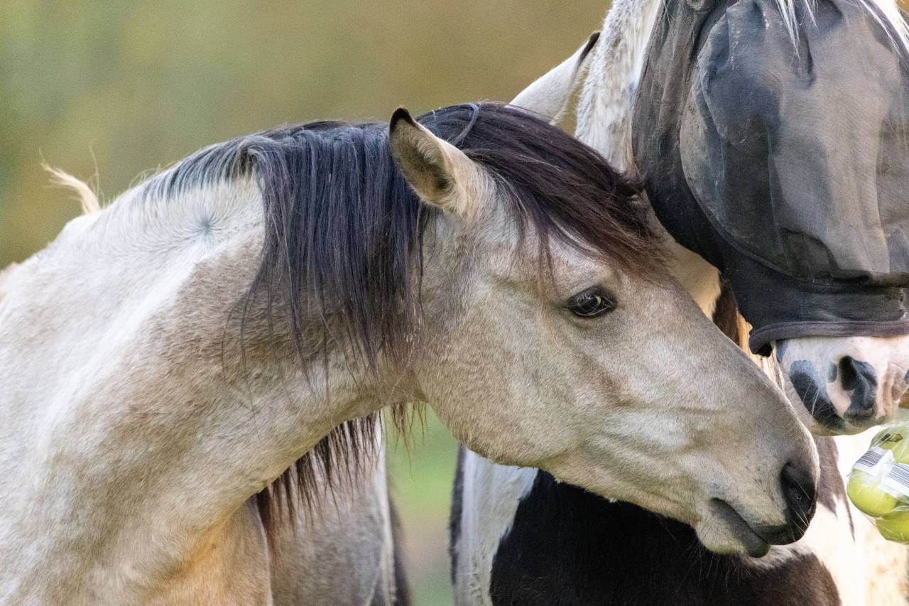 Puledra Origine non conosciuta  In vendita 2025 Nero ,  LM VISERION