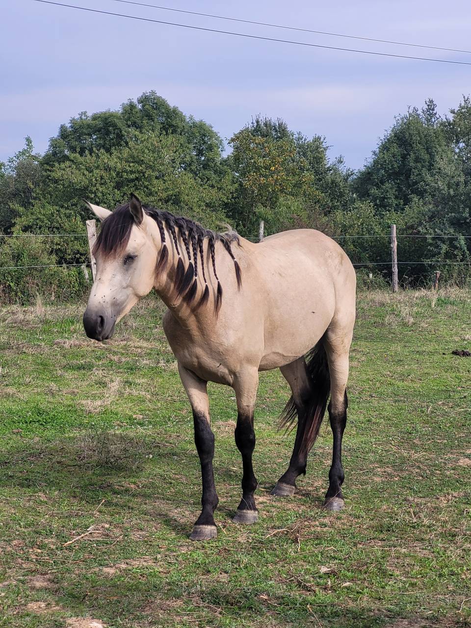 Puledra Origine non conosciuta  In vendita 2025 Nero ,  LM VISERION