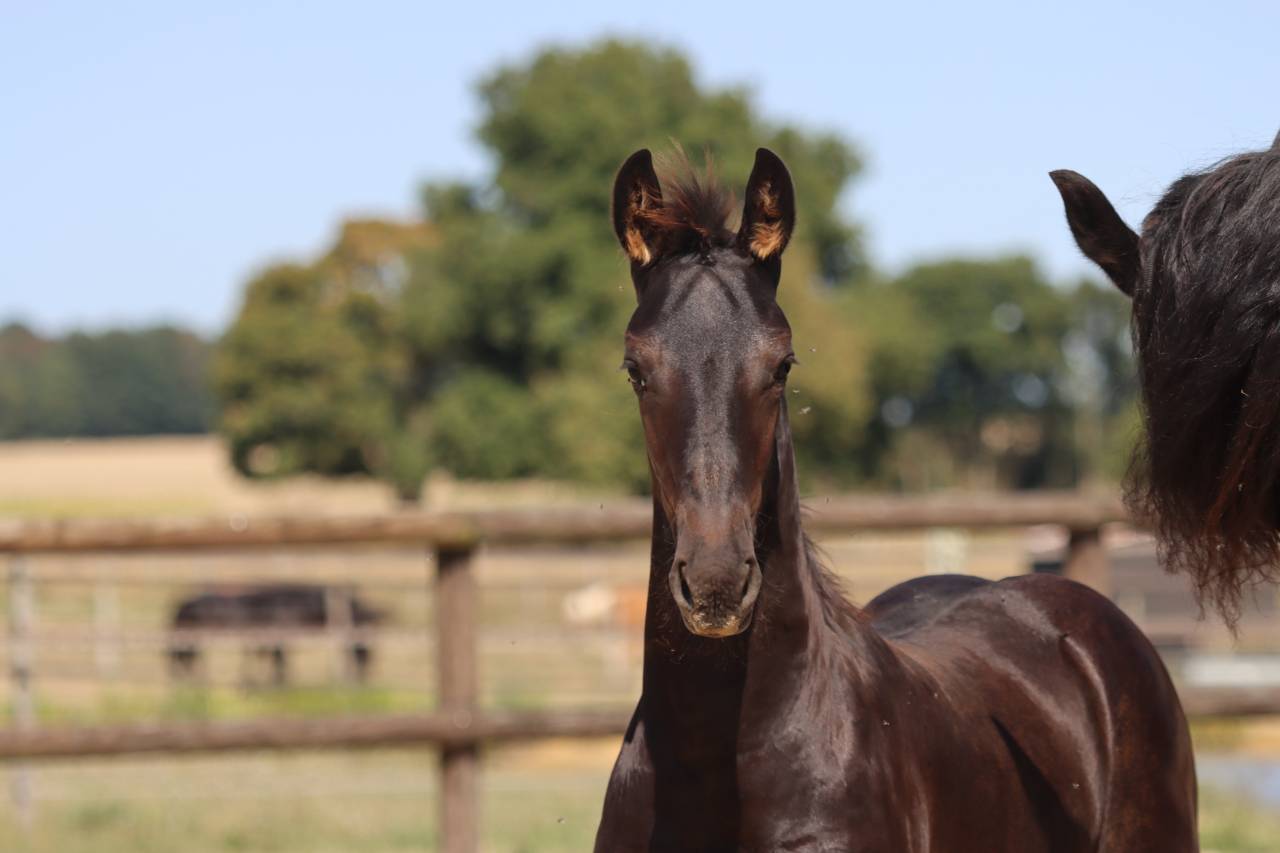 Puledra Frisone In vendita 2025 Nero ,  Kees 531  Stb Sport AAA