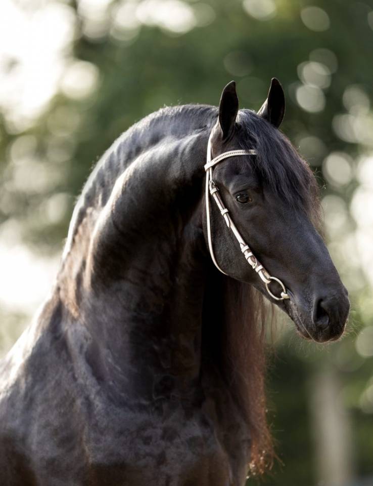 Puledra Frisone In vendita 2025 Nero ,  Kees 531  Stb Sport AAA