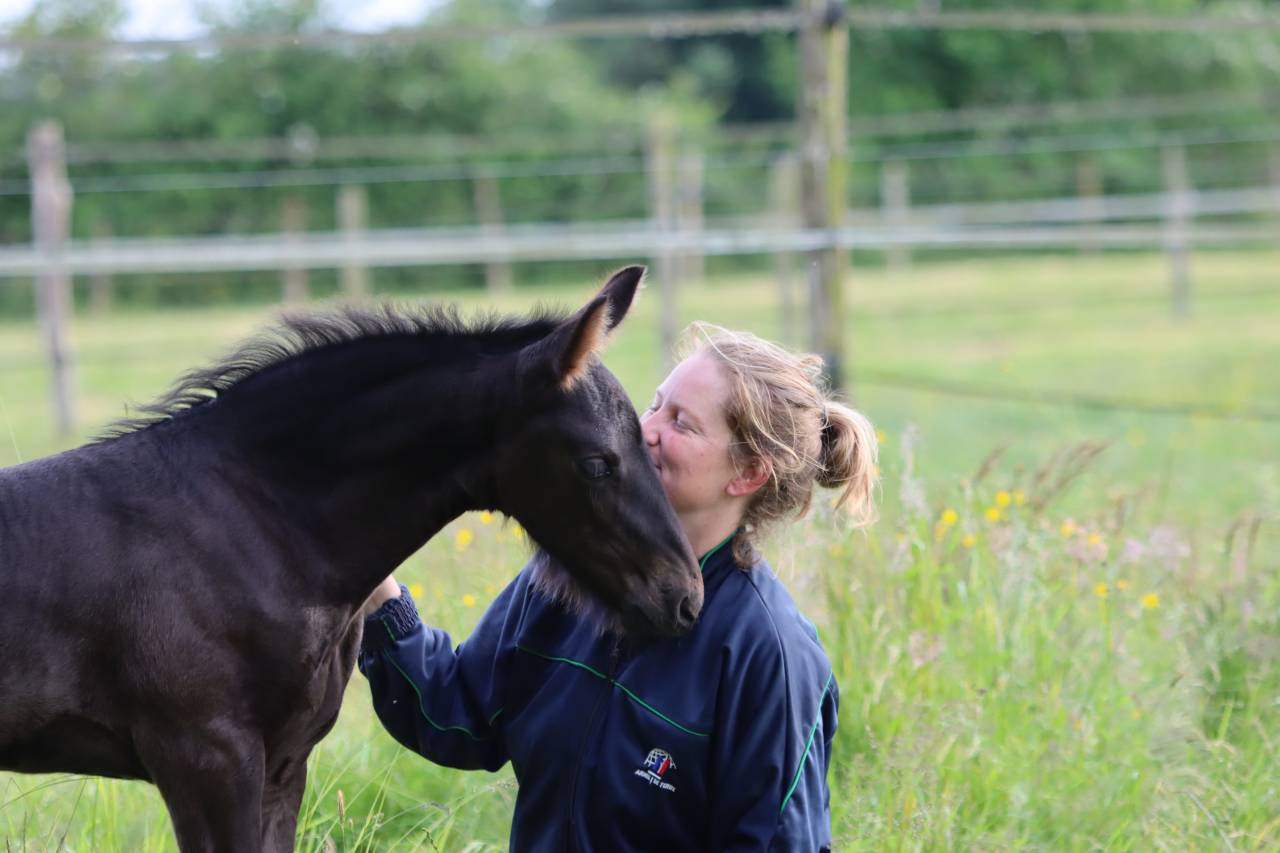 Puledra Frisone In vendita 2025 Nero ,  Kees 531  Stb Sport AAA