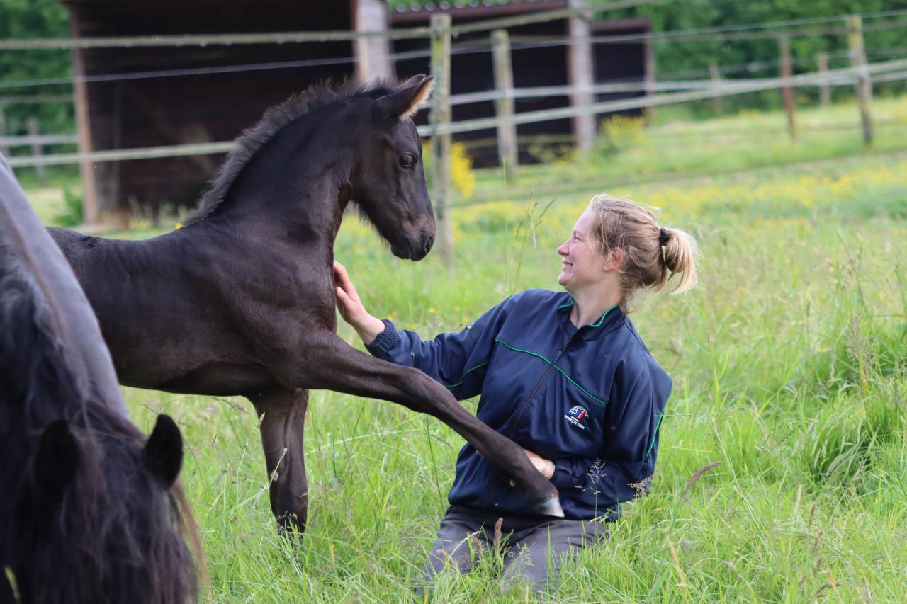 Puledra Frisone In vendita 2025 Nero ,  Kees 531  Stb Sport AAA