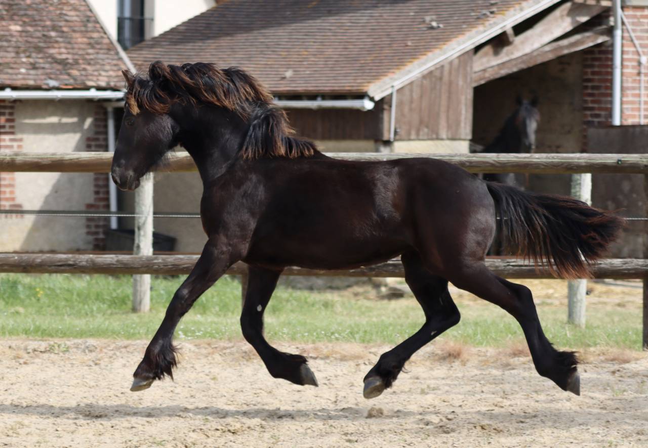 Puledra Frisone In vendita 2025 Nero ,  Kees 531  Stb Sport AAA