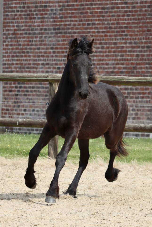 Puledra Frisone In vendita 2025 Nero ,  Kees 531  Stb Sport AAA