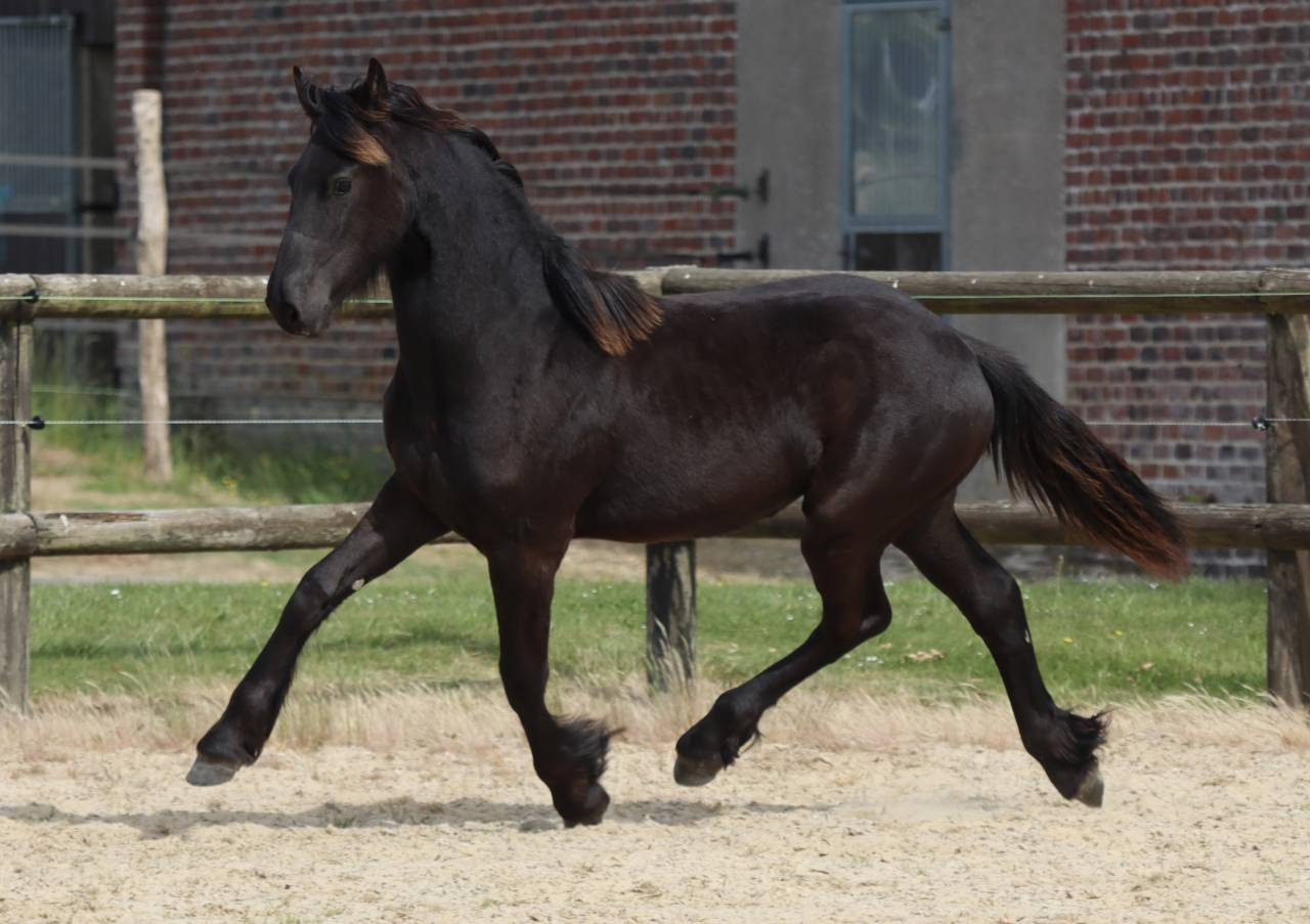Puledra Frisone In vendita 2025 Nero ,  Kees 531  Stb Sport AAA