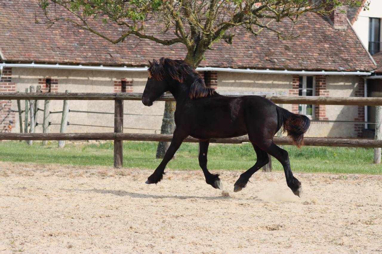 Puledra Frisone In vendita 2025 Nero ,  Kees 531  Stb Sport AAA