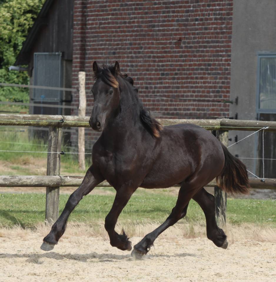 Puledra Frisone In vendita 2025 Nero ,  Kees 531  Stb Sport AAA