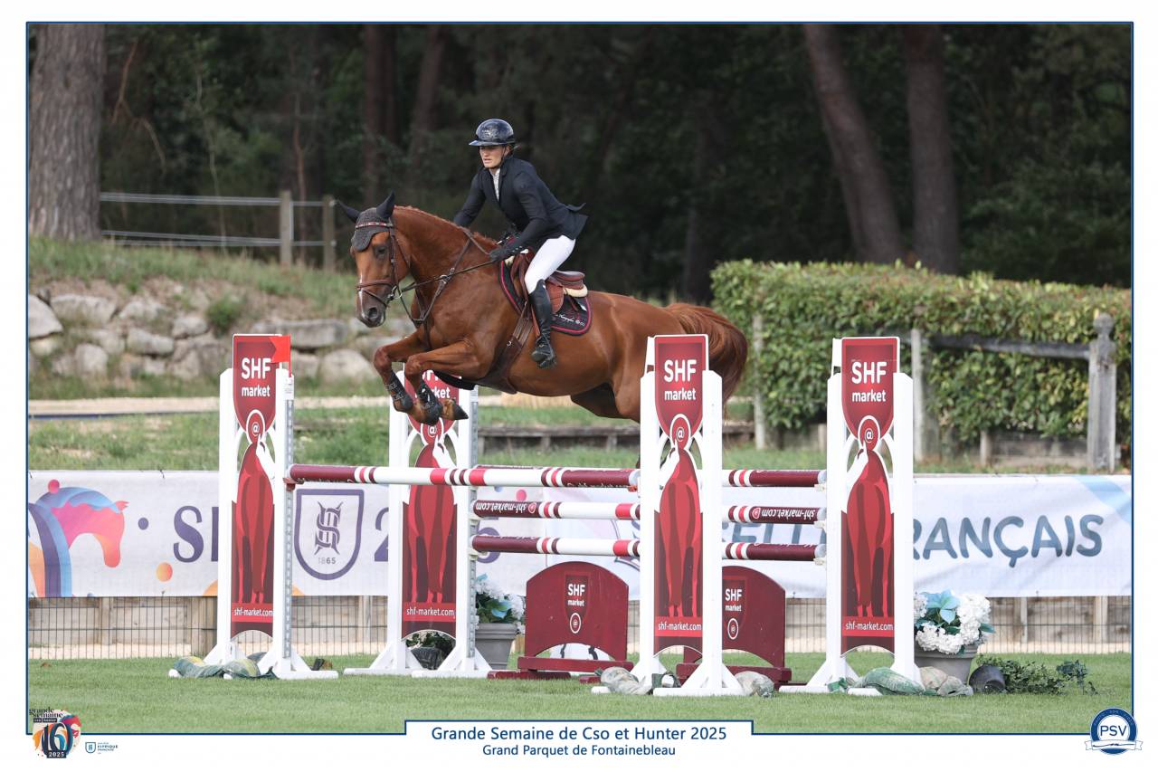 Castrone Sella Francese In vendita 2019 Sauro ,  VIVALDI DU SEIGNEUR