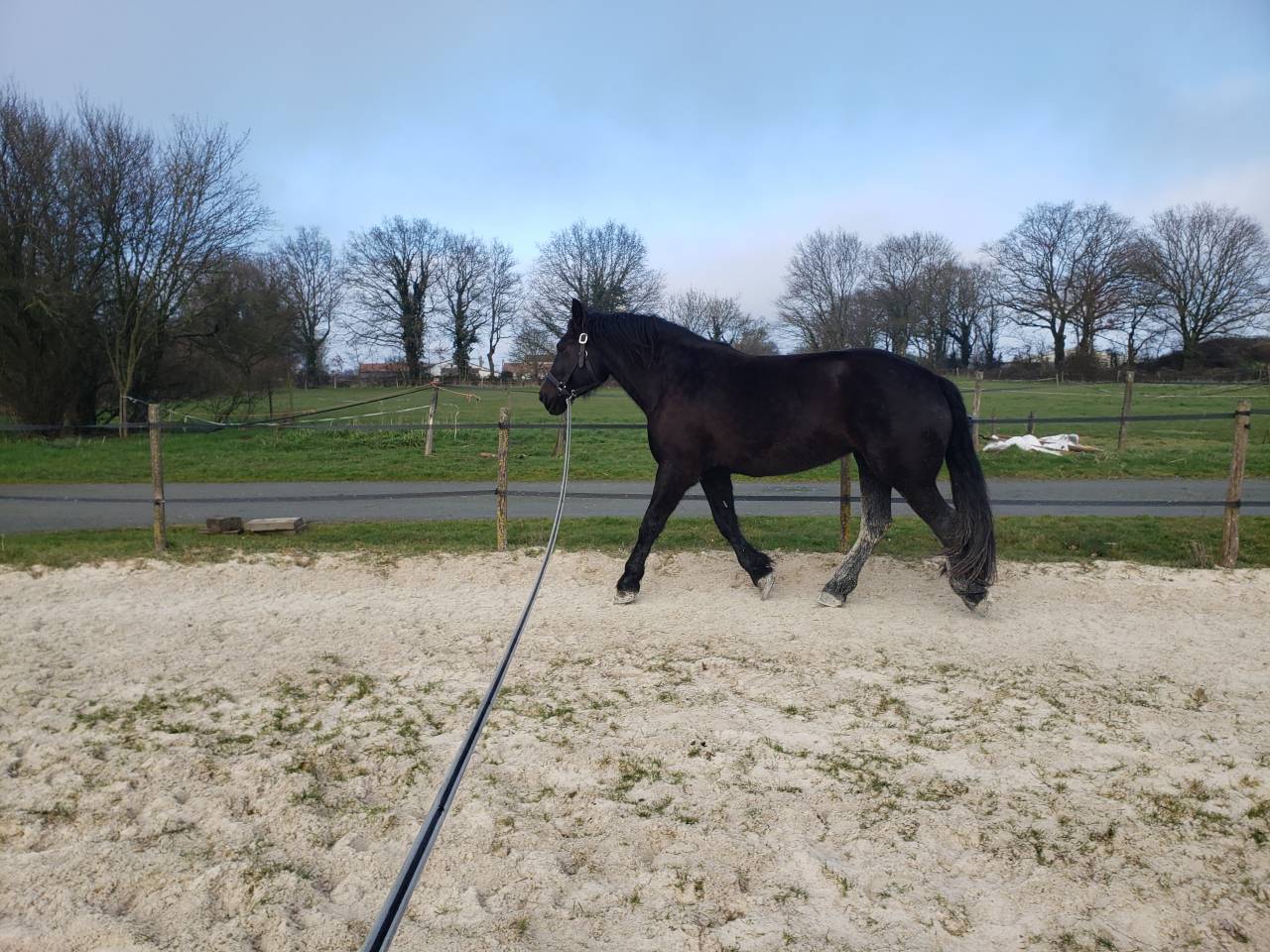 Cavalla Percheron In vendita 2021 Nero ,  VAUBAN DE BEAUVAIS