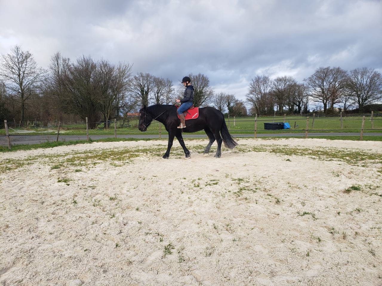 Cavalla Percheron In vendita 2021 Nero ,  VAUBAN DE BEAUVAIS