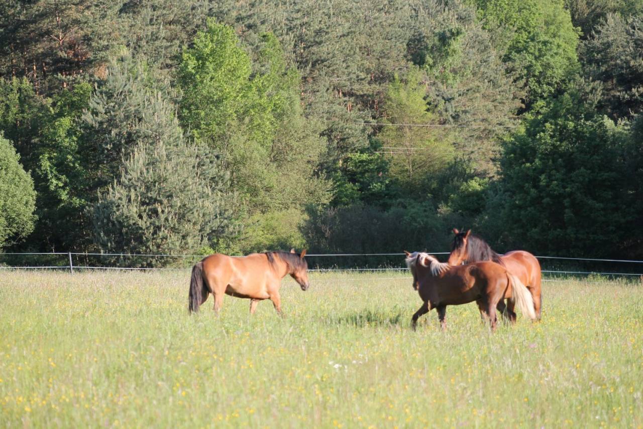Proprietà equestre In vendita 