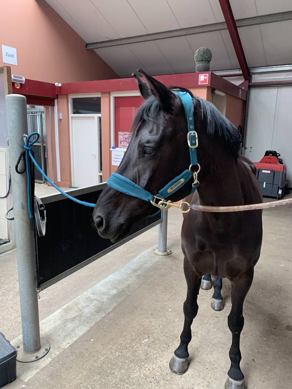 Cavalla KWPN Cavallo da Sport Neerlandese In vendita 2014 Altro colore ,  Eastwood s