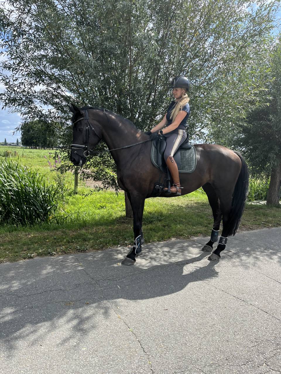 Cavalla KWPN Cavallo da Sport Neerlandese In vendita 2014 Altro colore ,  Eastwood s