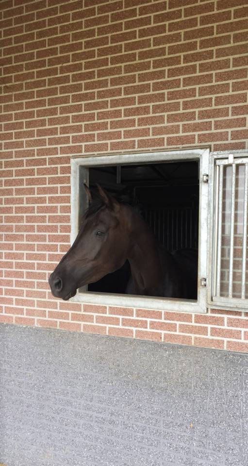 Cavalla KWPN Cavallo da Sport Neerlandese In vendita 2014 Altro colore ,  Eastwood s