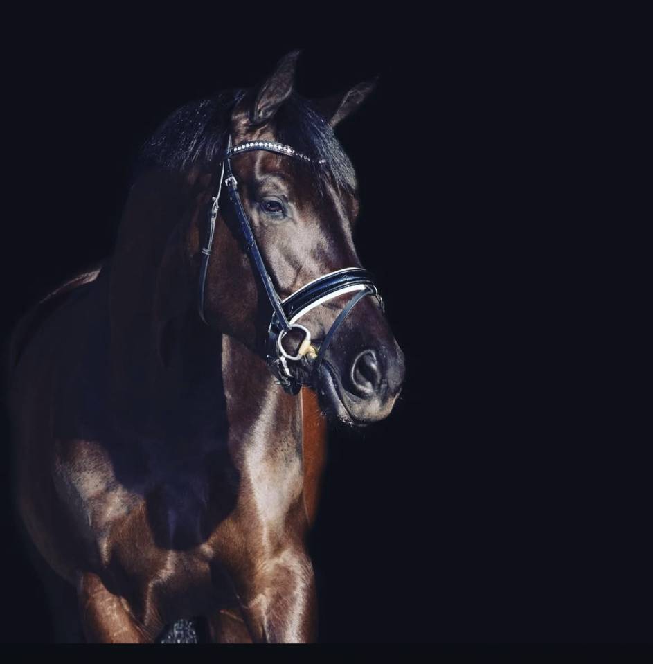 Cavalla KWPN Cavallo da Sport Neerlandese In vendita 2014 Altro colore ,  Eastwood s