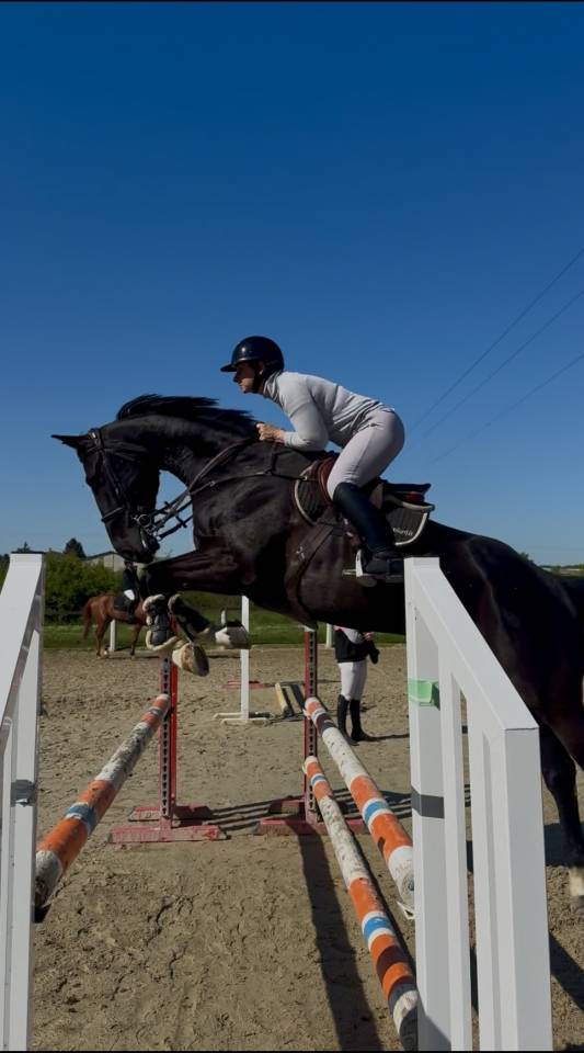 Castrone Sella Francese In vendita 2019 Nero ,  CASALL
