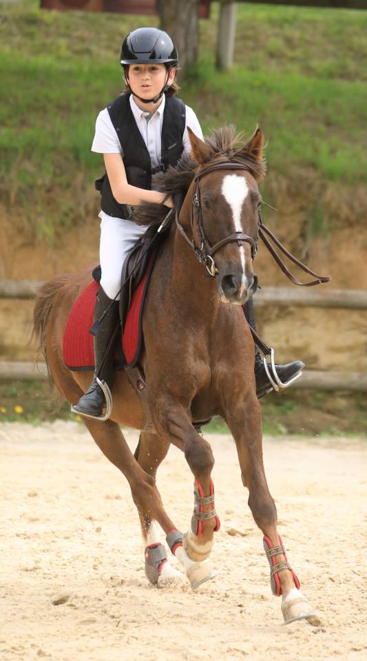 Castrone PFS Pony Francese da Sella In vendita 2016 Baio ,  REQUIEM EN LOU MINEUR, PFS