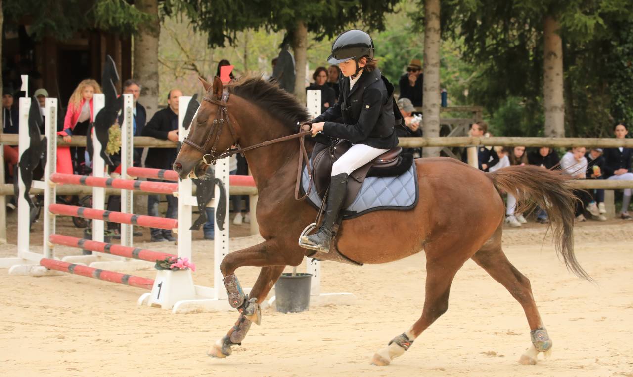 Castrone PFS Pony Francese da Sella In vendita 2016 Baio ,  REQUIEM EN LOU MINEUR, PFS