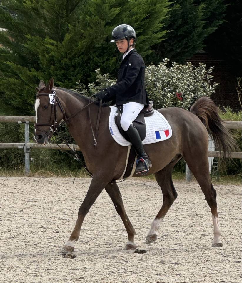 Castrone PFS Pony Francese da Sella In vendita 2016 Baio ,  REQUIEM EN LOU MINEUR, PFS