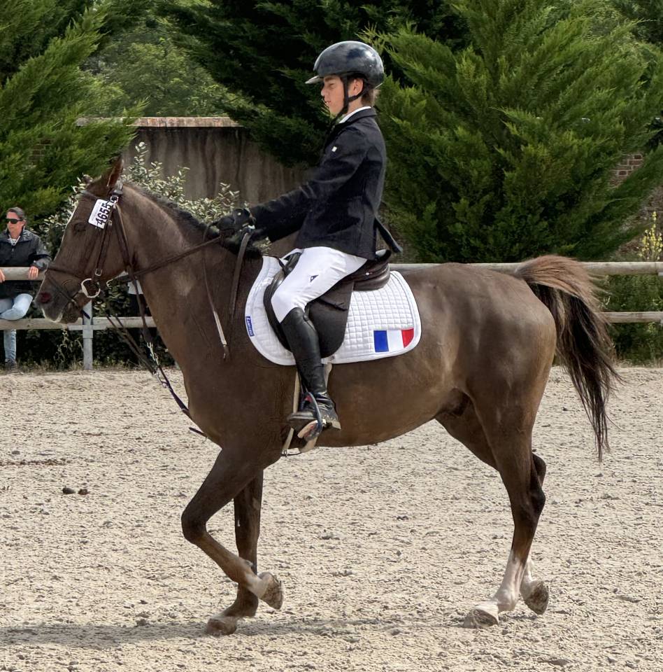Castrone PFS Pony Francese da Sella In vendita 2016 Baio ,  REQUIEM EN LOU MINEUR, PFS