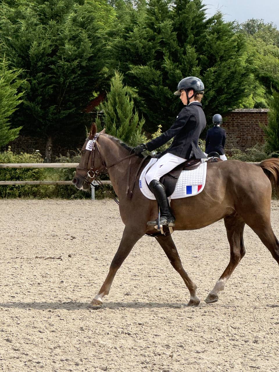 Castrone PFS Pony Francese da Sella In vendita 2016 Baio ,  REQUIEM EN LOU MINEUR, PFS