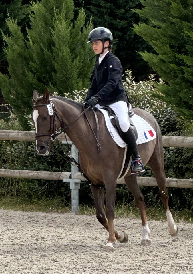 Castrone PFS Pony Francese da Sella In vendita 2016 Baio ,  REQUIEM EN LOU MINEUR, PFS