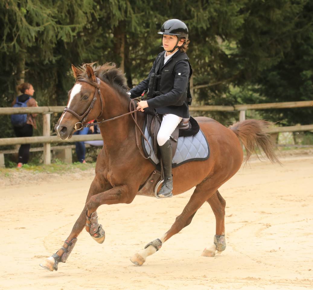 Castrone PFS Pony Francese da Sella In vendita 2016 Baio ,  REQUIEM EN LOU MINEUR, PFS